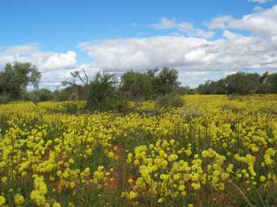 Carnarvon, unterwegs Richtung Denham