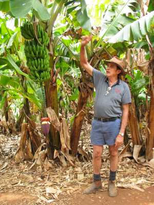 Carnarvon, Tobys Bananenplantage