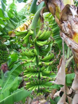Carnarvon, Tobys Bananenplantage
