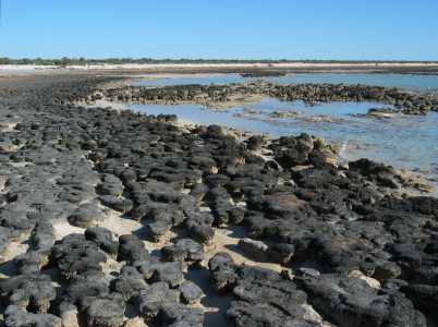 Hamelin Pool, Stromatolites 