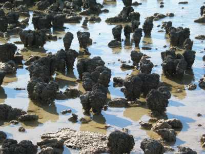 Hamelin Pool, Stromatolites