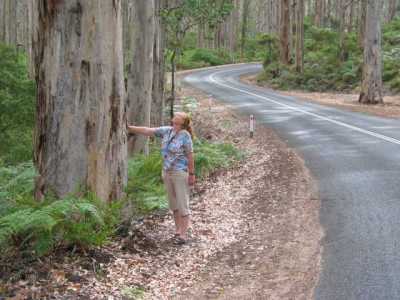 Westküste, Cave Road (Karri Trees)