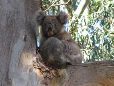 Kangaroo Island, Koala im WKI Camping 