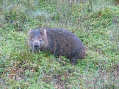 Tasmanien, Cradle Mountains, Wombat