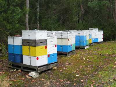 Tasmanien, Bienenhäuser im Mount Fields N.P.