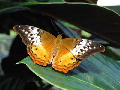 Kuranda, Butterfly Sanctuary