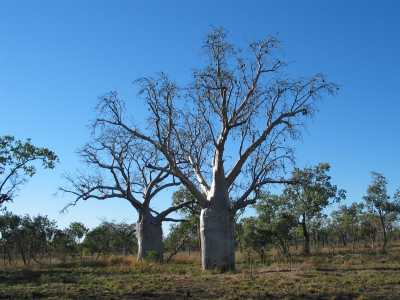 Kimberleys, Boab Tree