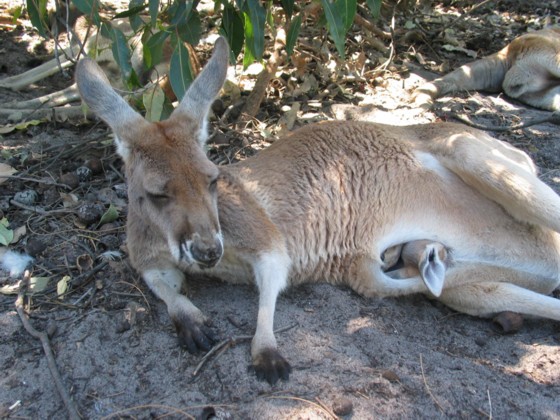 Perth, Whitemans Park, Känguruh mit Baby 