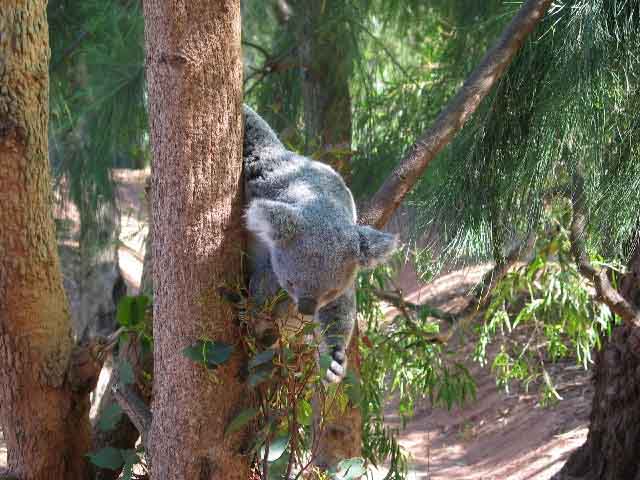Perth, Zoo, Koala