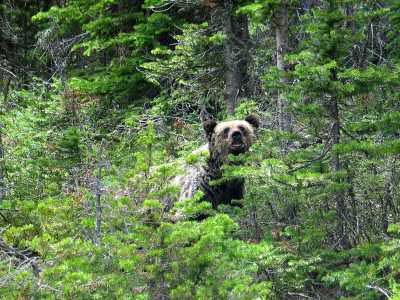 Banff NP Begegnung mit einem Grizzlybär  