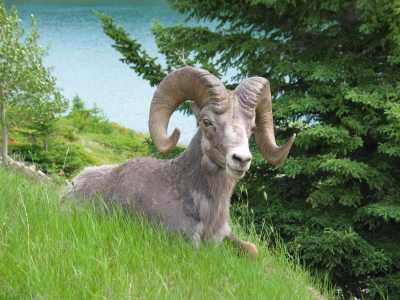 Banff NP Lake Minnewanka Bighorn Sheep