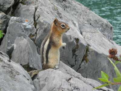 Banff NP Lake Minnewanka Squirrel