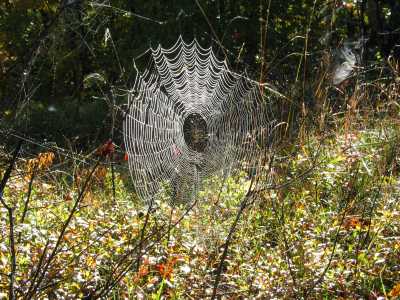 Algonquin Provincial Park, Spinnennetz im Morgentau