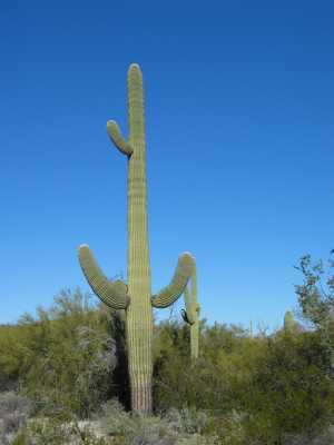 Organ Pipe N.M. Saguaro Kaktus
