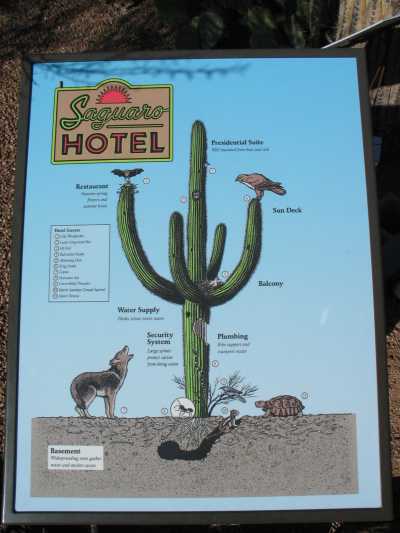 Phoenix, Botanischer Garten, "Hotel Saguaro"
