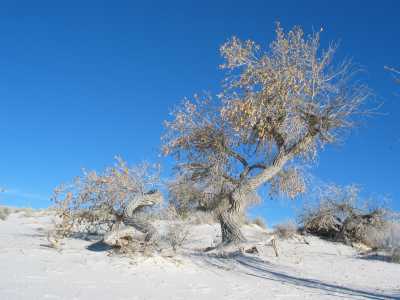 Alamogordo, White Sands, Baum