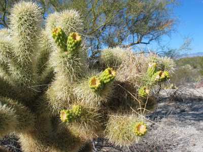 Saguaro N.P., Teddybear Cactus mit Früchten