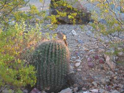 Saguaro N.P. West, Cactus Wren