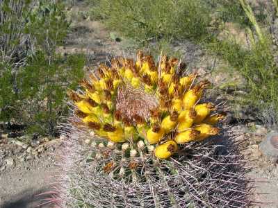 Saguaro N.P. West, Kaktus mit Früchten
