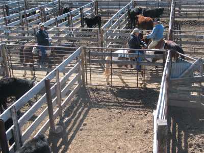 Amarillo Livestock Auction, Corral
