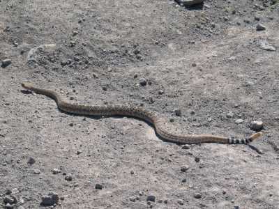Black Canyon City, Western Diamnondback  Rattlesnake