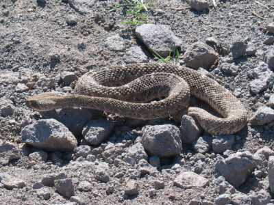 Black Canyon City, Western Diamondback Rattlesnake