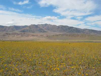 Death Valley N.P. Blumenmeer