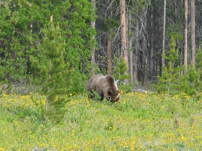Carcross, Grizzli Bär